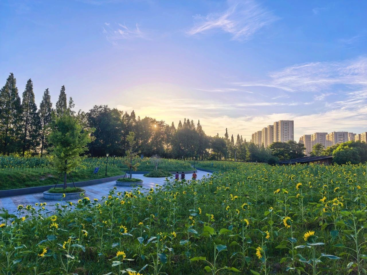向日葵花海“拍了拍”你快来解锁夏日浪漫