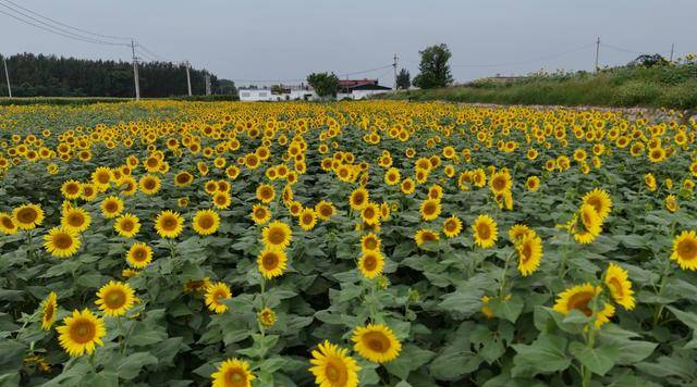 这片油葵迎来盛花期！速来长清孝堂山景区邂逅限定浪漫