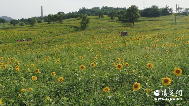 暑期“慢游”照金 与星空花海共绘浪漫时光