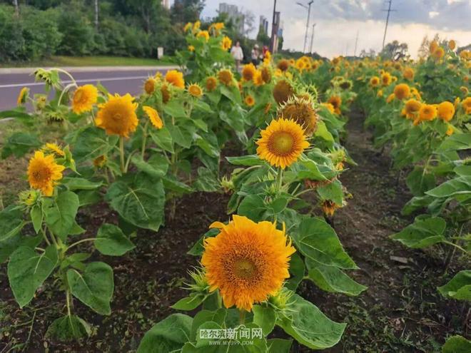 九月“限定款”向日葵来了｜城市里的金色浪漫向日葵花海打卡攻略