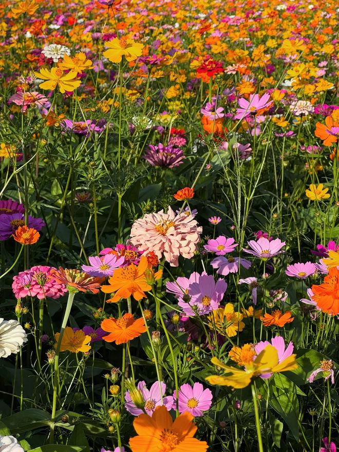9月贵阳赏花地图｜这些绝美花海承包你的初秋浪漫！